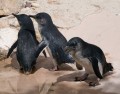 0318-1404 Canberra Zoo Penguins (3185295)